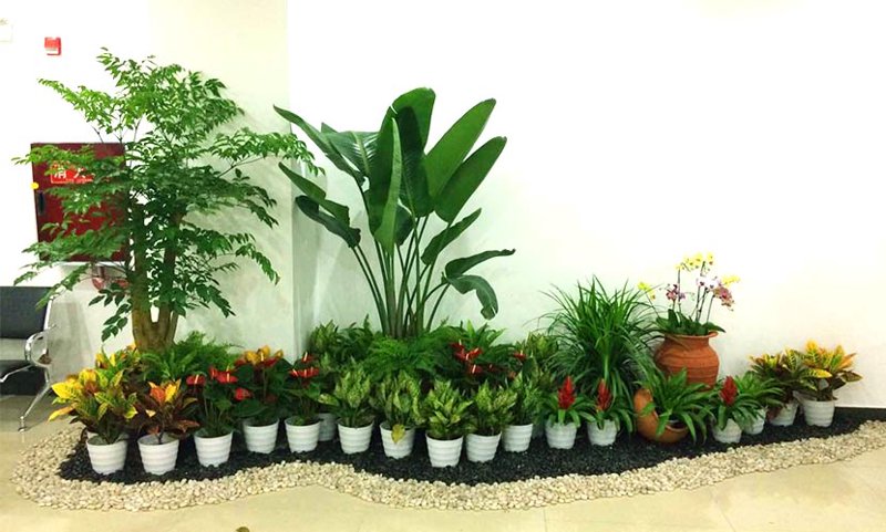绿植租摆：为城市空间注入生命的活力