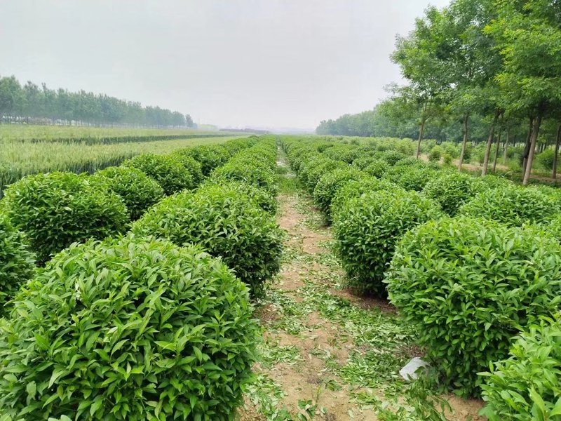 花卉种植基地：引领绿色潮流的新典范