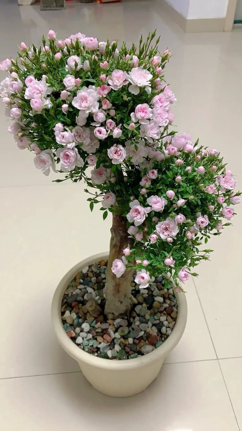 盆栽花卉