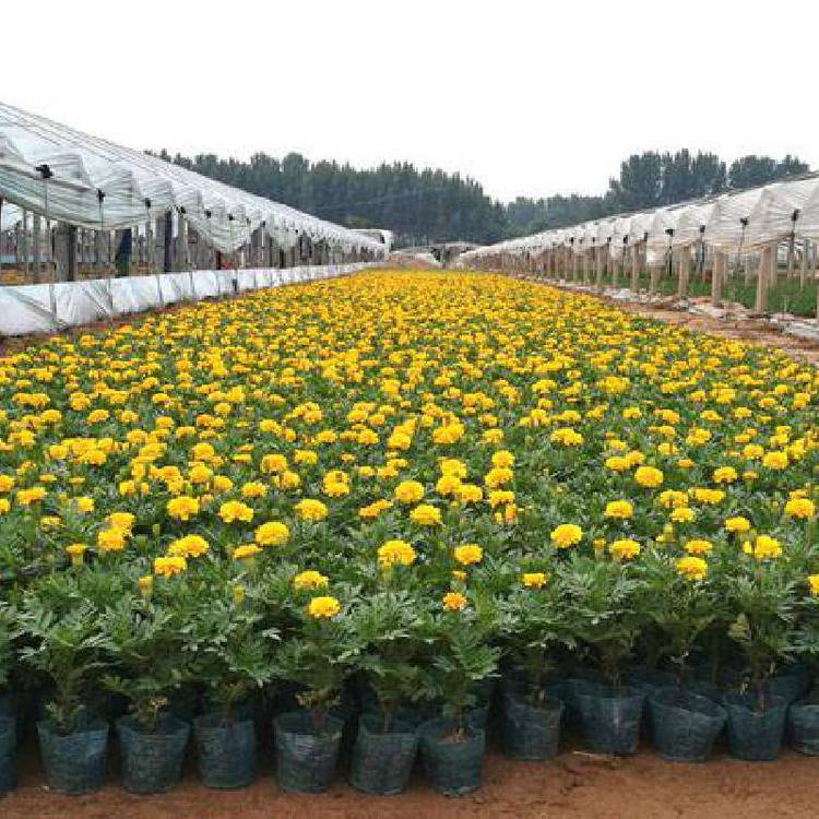 草花批发